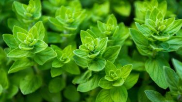 Incorporar esta infusión en la rutina diaria puede ser un complemento natural para reducir la inflamación.-