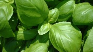 Mosquitos en casa: las plantas más efectivas y fáciles de cuidar para mantenerlos lejos