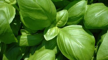 Estas plantas de fácil cuidado sirven para tener a los mosquitos alejados de tu casa