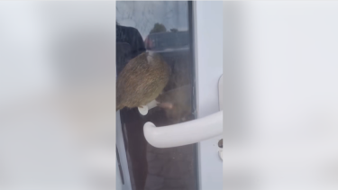 Video | Dos grandes ratas en una carnicería de Las Grutas: «Debe estar clausurada por eso»