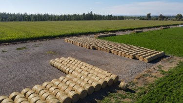 Decenas de rollos de alfalfa en una chacra del Alto Valle.  (Foto: Juan Thomes)