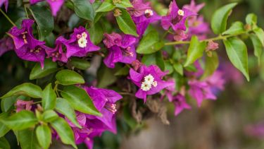 La planta trepadora que deslumbra con sus flores rosas y violetas: crece rápido y requiere cuidados básicos