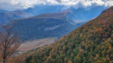 El STJ ordenó a la provincia de Río Negro a establecer un mapa de bosques. Archivo