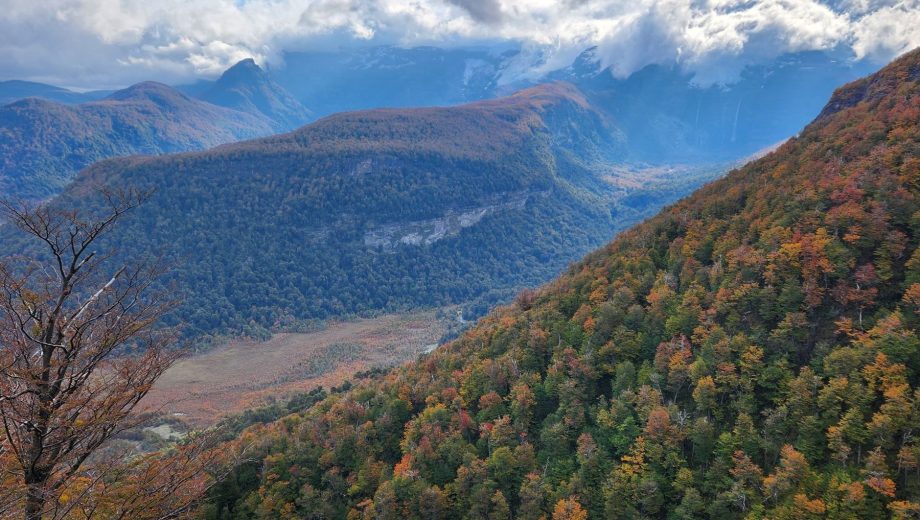 El STJ ordenó a la provincia de Río Negro a establecer un mapa de bosques. Archivo