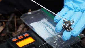 Están en peligro de extinción y no se veían hace años, pero un hallazgo reavivó la esperanza en la Patagonia