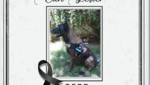 Lester, el perro héroe, muere en la búsqueda de Elba: exigen justicia por su trágica muerte