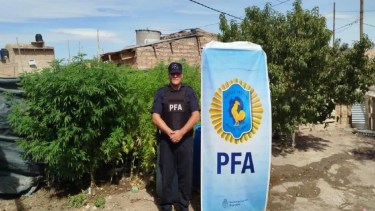 Secuestran 82 plantas de marihuana y armas de fuego en una casa de Roca 