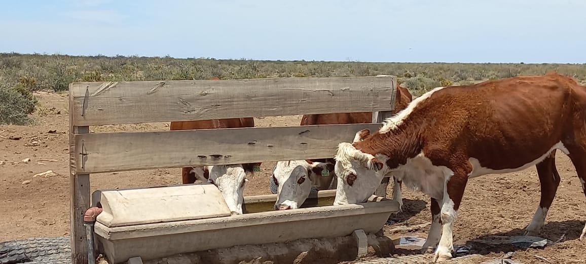 Agua. Elemento esencial en los rodeos de cria de ganado. 