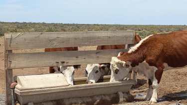 Agua. Elemento esencial en los rodeos de cria de ganado. 