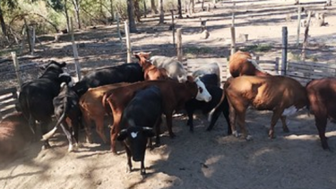 Allanaron una chacra en Cipolletti por reiteradas denuncias: se trataba de un matadero clandestino