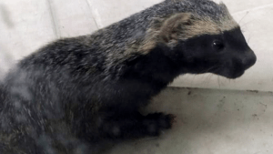 Preocupación por la invasión de hurones en Las Grutas: atacan corrales y causan muertes de gallinas