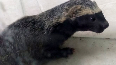 Hurón en las Grutas. Foto: gentileza Informativohoy.