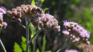 “Islas verdes” del INTA en el Alto Valle: la apuesta para potenciar las chacras frutícolas en Río Negro