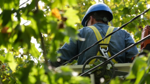 Corte de luz en Roca este jueves: qué zona afectará y cuánto durará
