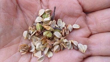 Cosecha de semillas nativas.