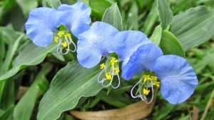 El “yuyo” que pocos valoran: crece solo y tiene beneficios para la salud