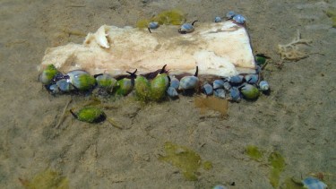 En la pesca del caracol en el Golfo San Matías, ciertos métodos informales han contribuido parcialmente a la subsistencia del recurso.