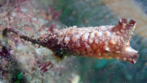 Qué es Styela clava, la especie marina que investigan cerca de Las Grutas