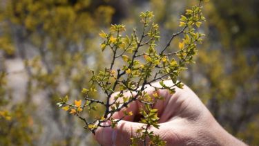 Cuáles son los beneficios de la jarilla. 