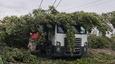 Varios barrios de Neuquén sin luz por la tala de un álamo: dónde falta que vuelva el suministro