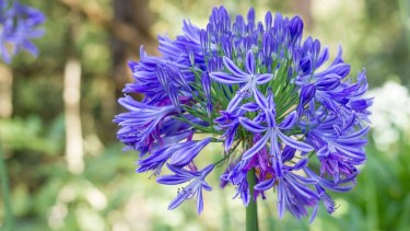 El agapanthus es una planta herbácea, perenne y rizomatosa, caracterizada por sus hojas alargadas y su floración en umbelas que pueden variar entre el violeta y el blanco.-