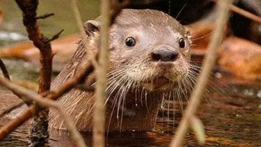Momento único: registraron un Hullín en Parque Los Alerces, el famoso lobito de río de la Patagonia