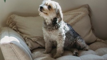 Mascotas en el hogar.