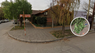 Las tres plantas de marihuana fueron incautadas por la policía en la calle Lisandro de la Torre, en Roca.
