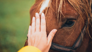 Rescataron a una yegua atada con alambres en Cervantes: investigan el caso por maltrato animal