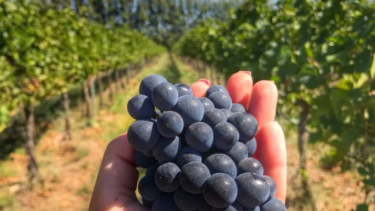 Vendimia Neuquina 2025 continuará este fin de semana en SAn Patricio del Chañar. Foto gentileza. 