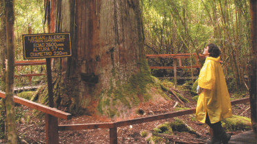 Juguemos en el bosque: cinco rincones mágicos de la Patagonia para explorar