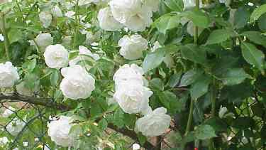 La planta trepadora más buscada: crece muy rápido y tiene flores blancas todo el año
