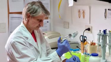 Conicet: un estudio determinó que los piojos pueden brindar información sobre las migraciones humanas en todo el mundo