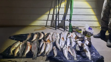 Las truchas secuestradas en Alicurá. Foto: Dirección de Fauna Neuquén.