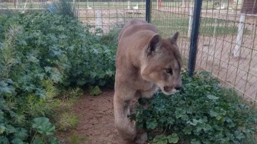 El Puma Pancho vive hace 20 años en cautiverio. Foto: Gentileza.