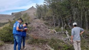 Investigan tala ilegal de árboles centenarios en el cerro Chapelco: fuerte denuncia contra la concesionaria
