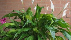 Las plantas arbustivas que no necesitan riego: ocho opciones fáciles para un jardín sin mantenimiento