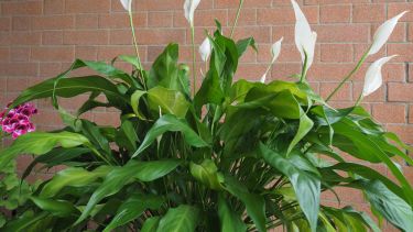 El top 10 de plantas arbustivas que no necesitan mucho riego y son muy fáciles de cuidar