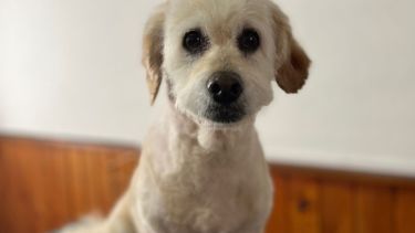 Este sábado Pilar cumplía 11 años de ser rescatada.