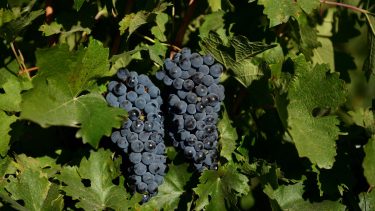 Menos superficie con vides en la región. Foto: Alejandro Carnevale.