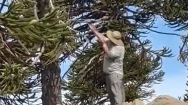 Usó una gomera para cosechar piñones y lo recriminó el intendente  de Caviahue. Foto: Captura video.