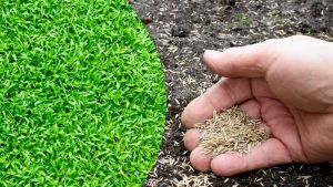 El otoño es la época ideal para sembrar césped: cómo hacerlo de forma rápida y sencilla