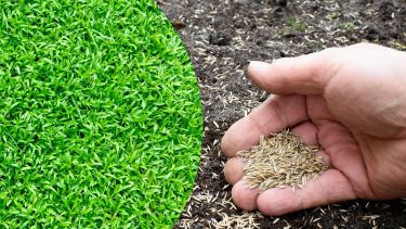 La elección del césped adecuado dependerá del tipo de suelo y de la exposición al sol que reciba el terreno..-