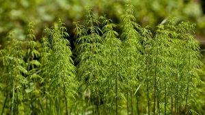 Esta planta produce colágeno y es muy fácil de tener en tu jardín