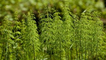 Estimular la síntesis de colágeno, contribuye a mejorar la elasticidad de la piel, fortalecer el cabello y evitar la fragilidad de las uñas.