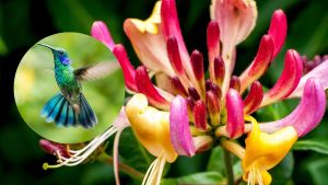 Tres plantas ideales para atraer colibríes y llenar de color tu jardín