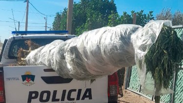 El robo a un camionero de YPF dio con 24 plantas de marihuana en Añelo