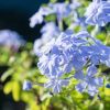Imagen de La planta arbustiva que crece en invierno: fácil de cuidar, produce flores azuladas y es muy ornamental