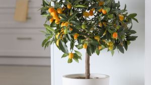 Frutas en casa: diez árboles frutales que pueden crecer en macetas