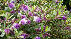 La planta arbustiva de flores violetas que crece en tiempo récord y es muy fácil de cuidar